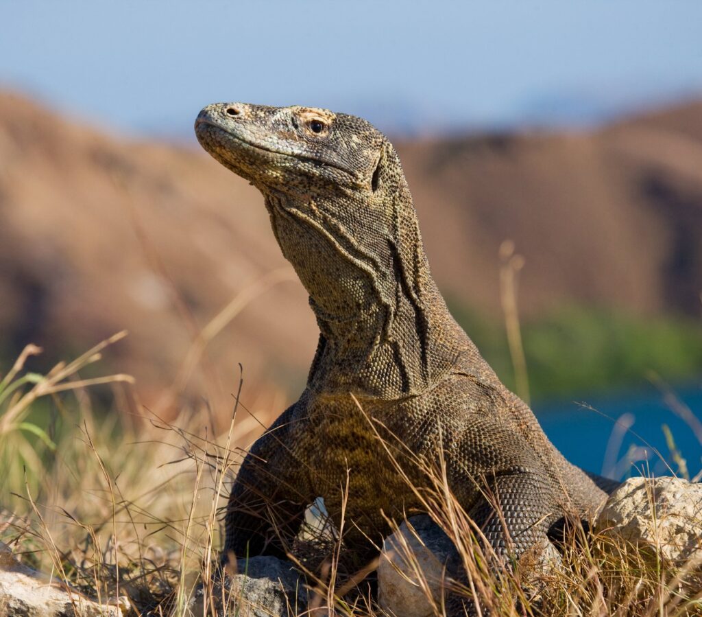 Komodo dragon in the dry landscape of Komodo National Park
