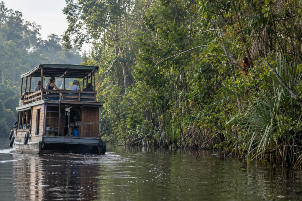 Klotok boat and orangutan in the rainforest of Indonesian Borneo.