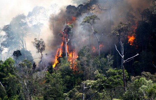 Flames and dense smoke rising through forest vegetation during a fire in Ambon, January 2016