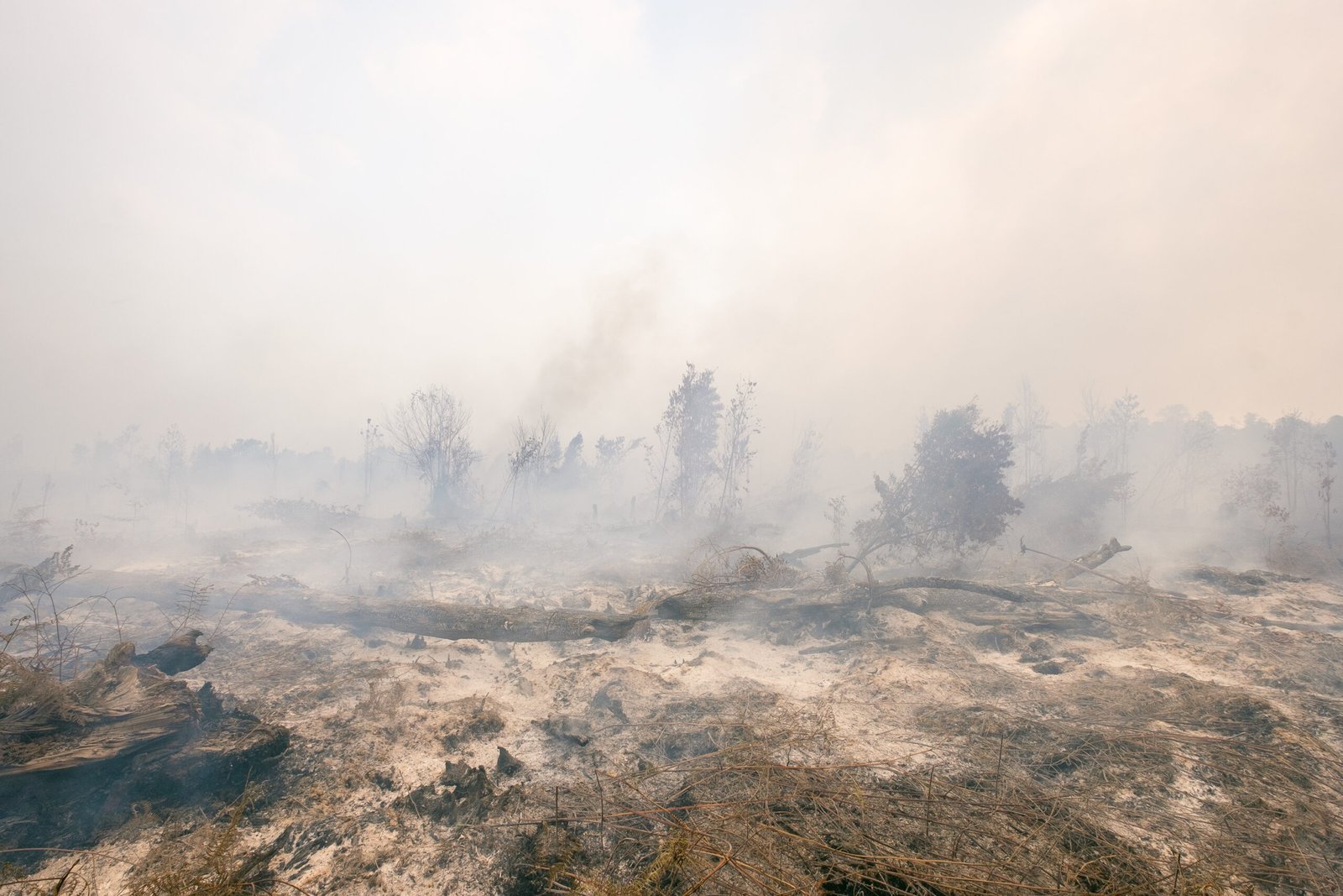 Burned peatland and smoke in Sebangau National Park, Central Kalimantan, September 2019